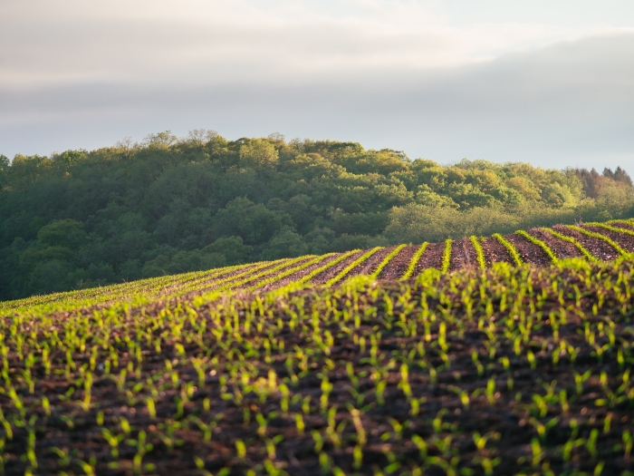 Une champs cultivé au coeur de la Charente proche des gîtes du domaine de Chante-oiseau