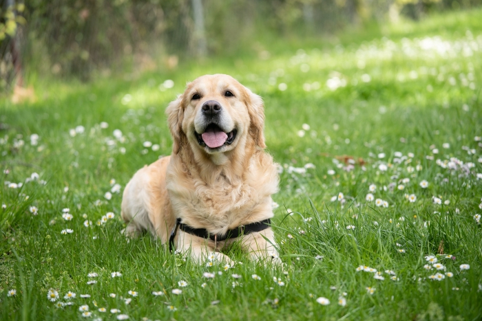 Emmenez vos compagnons au gîte. Nous acceptons les chiens et les chats