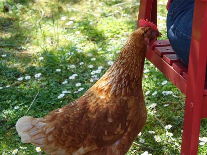 Une poule sur la terrasse du gîte du moineau