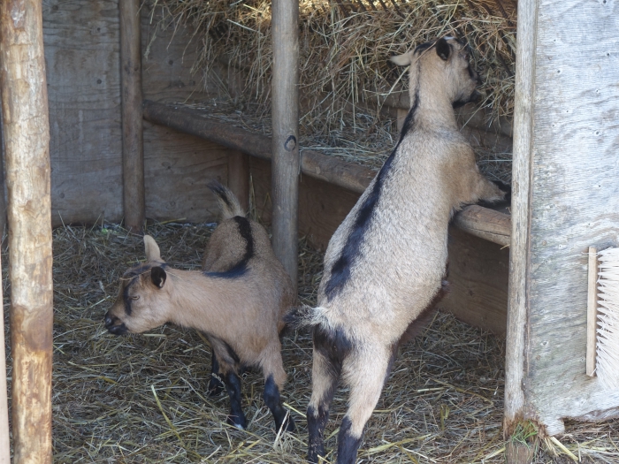 Les chèvres mangent du foin