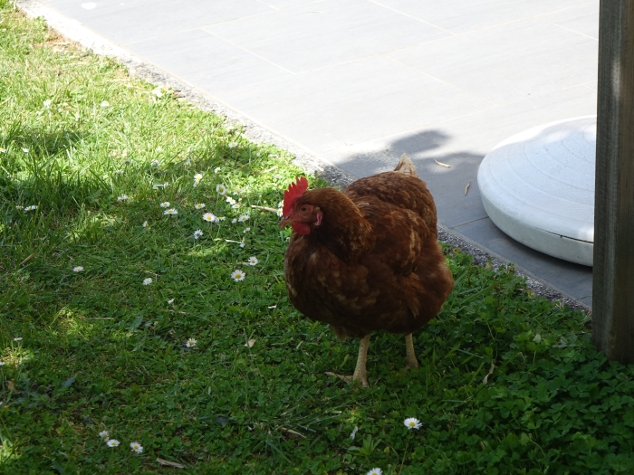 Une poule dans l'herbe proche d'un gîte