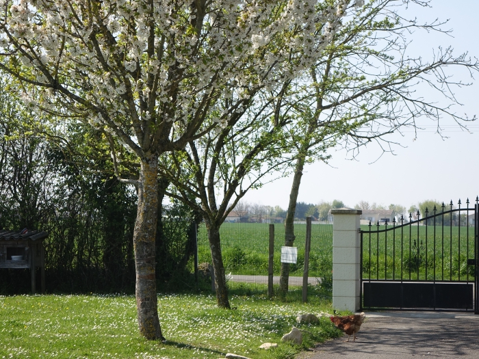 Une poule à l'entrée du domaina ede Chnate-Oiseau en charente